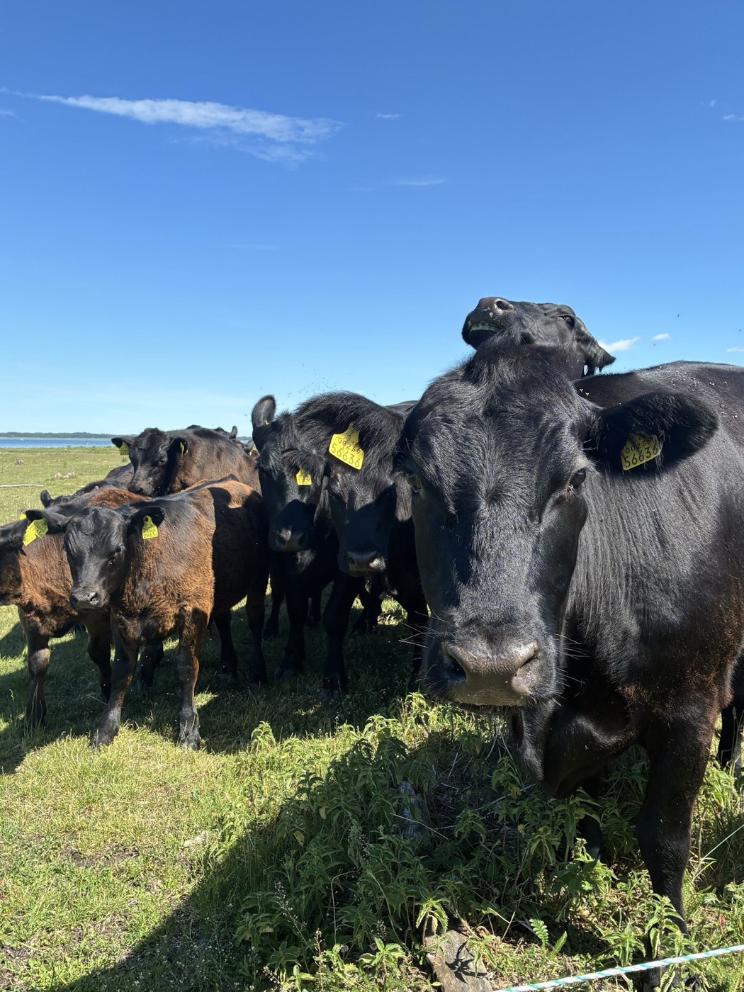 Kari Saaremaa rohumaal